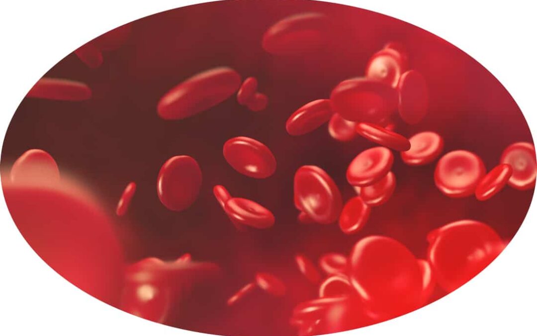 Blood cells. Blood flow of erythrocytes