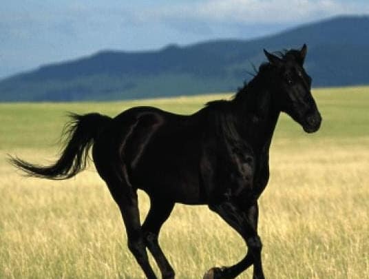 The Black Stallion’s broken leg treated with PEMF