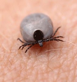 PEMF and Lyme Disease